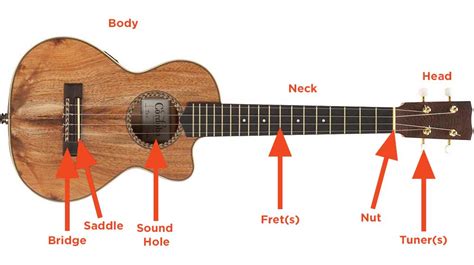 7 Best Ukuleles A Guide For Beginners 2025 Equipboard