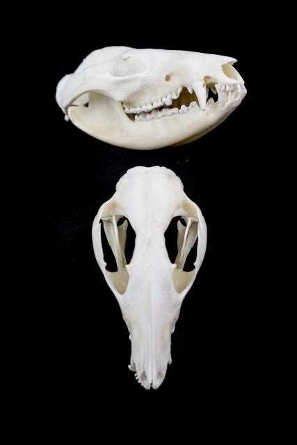 Opossum Skull