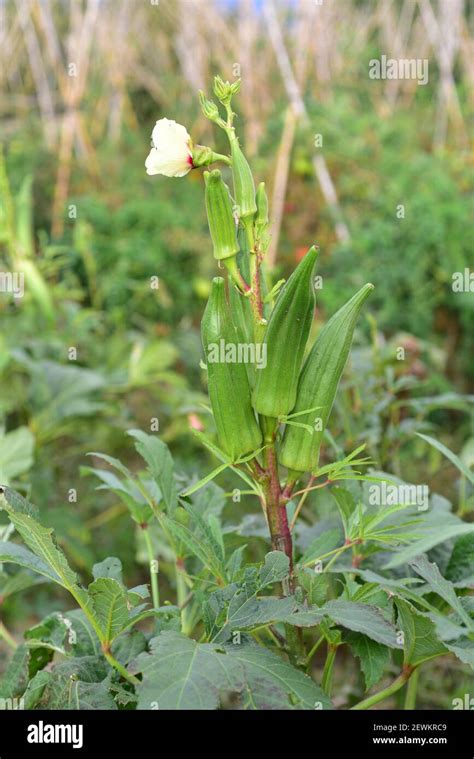 El Okra Abelmoschus Esculentus O Hibiscus Esculentus Es Una Planta