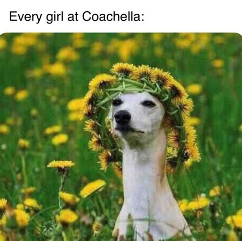 Coachella 2024 Memes 9 20240424 Thunder Dungeon The Funniest Memes Period