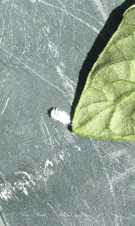 tiny white hairy caterpillar - friend or foe? — BBC Gardeners' World ...