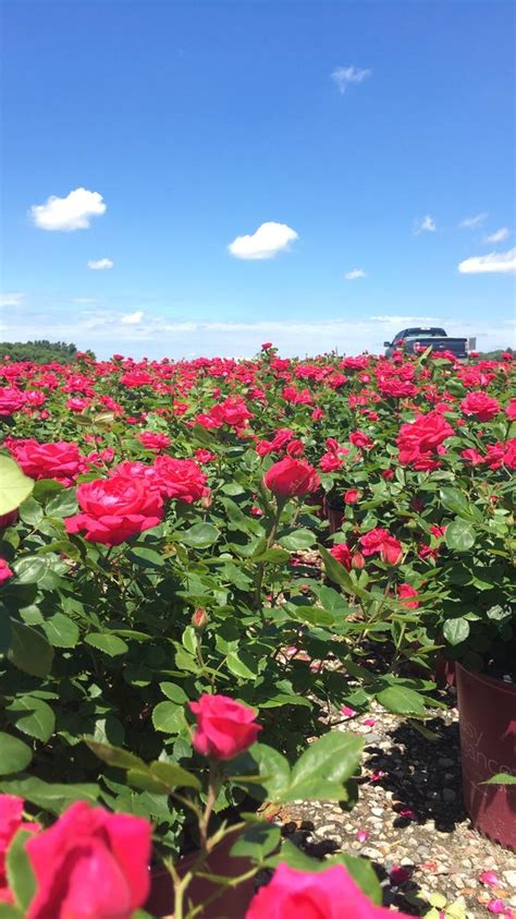 Easy Elegance Roses - took this at work : r/Roses