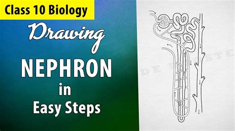 Nephron Diagram Drawing In Easy Steps Best Technique To Draw Nephron Class 10 Science Youtube