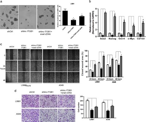 Snail Overexpression Reverses The Inhibitory Effect Of Lincitgb