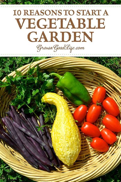 10 Reasons To Grow A Vegetable Garden Starting A Vegetable Garden