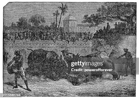 Organized Rhinoceros Fighting 19th Century High-Res Vector Graphic ...