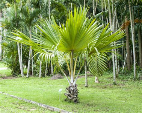 Tipos De Palmeiras Para Jardim Dicas E De Ideias Inspiradoras