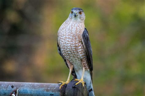 Coopers Hawk Feederwatch