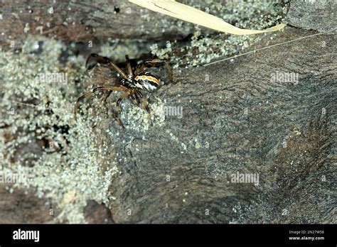 Male katipo spider (Latrodectus atritus Stock Photo - Alamy