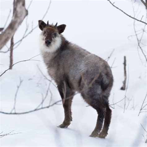 Japanese Serow | Animals Wiki | Fandom