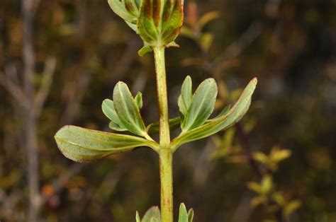 Hypericum Perforatum Hypericaceae Image At Phytoimages Siu Edu