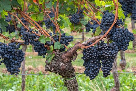 Wein Trauben Weinstock Kostenloses Foto Auf Pixabay Pixabay