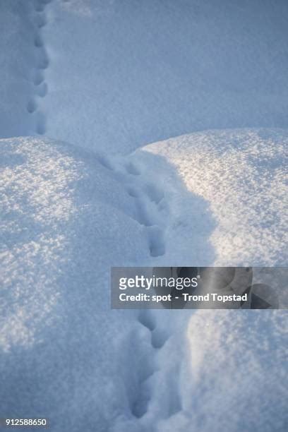 122 Cat Tracks In Snow Stock Photos, High-Res Pictures, and Images ...