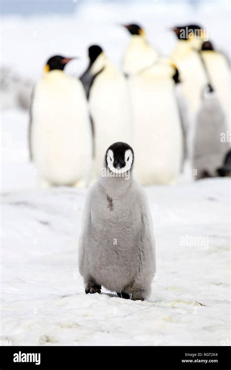 Adorable Emperor Penguin Aptenodytes Forsteri Chicks On Sea Ice At Snow Hill Island