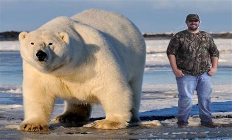 Polar Bear Facts • Polar Bear Facts