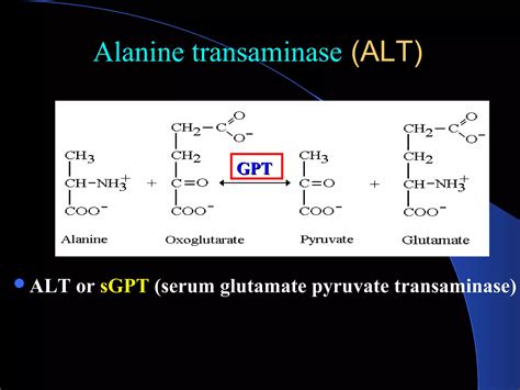 Glutamate Pyruvate Transaminase 4