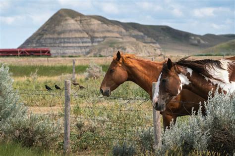 7-Day Saskatchewan Road Trip Itinerary (Saskatchewan Travel Guide ...