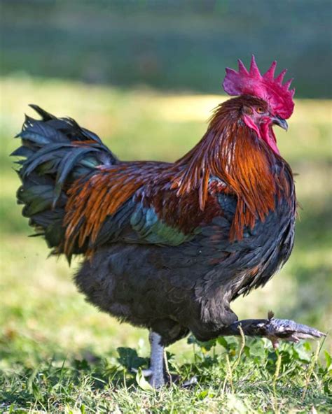 23 Popular Bantam Chicken Breeds