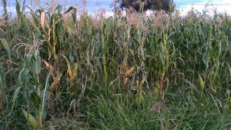 ¿cómo Se Enfrentan Agricultores De Irapuato A Pérdidas Económicas Tras