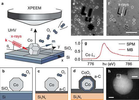 In Situ X Ray Photoemission Electron Microscopy XPEEM Investigation A