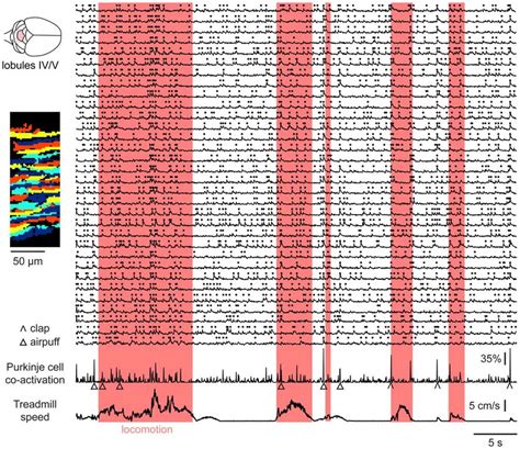 Locomotion Associated Co Activation Of Purkinje Cell Dendrites Example Download Scientific