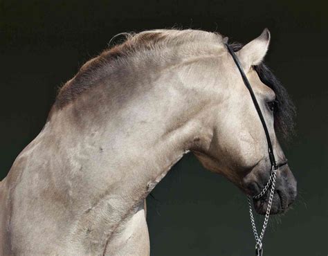 Rocky Mountain Horse Breed Profile