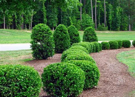 How To Choose The Best Shrubs And Hedges For Your Yard Picture This