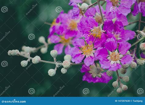 Inthanin La Flor De La Reina Rbol Grande Con Las Flores P Rpuras