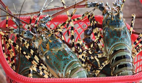 Phú Yên: Lobster-farming areas maintain safety production – Vietnam ...