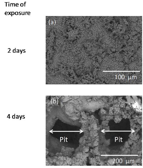 A Bse Images Showing Az31b Surface After Immersion In Ringer′s