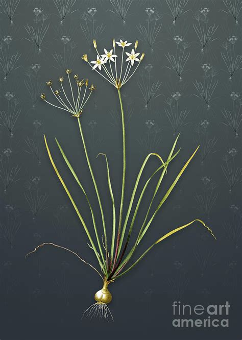 Vintage Allium Straitum Botanical Art On Slate Gray Pattern N 4071