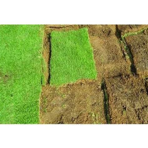 Different Available 4mm Square Lawn Grass At Best Price In Barasat Green Nuture