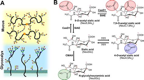 Modified Sialic Acids On Mucus And Erythrocytes Inhibit Influenza A Virus Hemagglutinin And