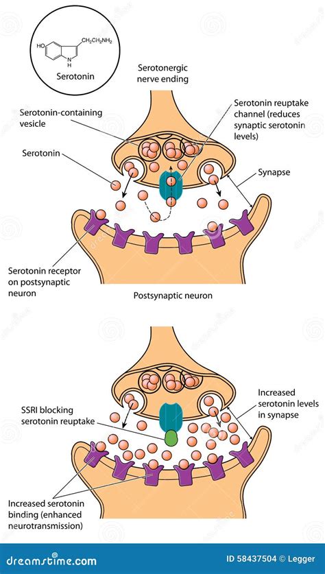 Ssri Stock Illustrations – 123 Ssri Stock Illustrations, Vectors & Clipart - Dreamstime