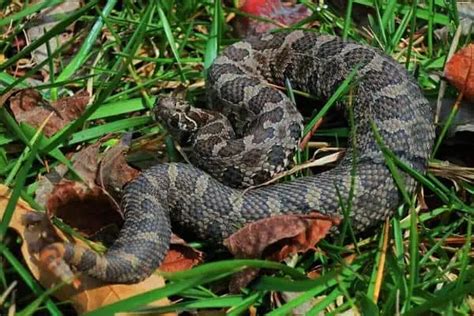 9 Species Black Snakes In New York Pictures Wildlife Informer