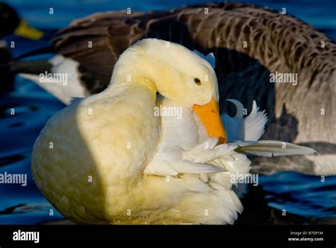 White Mallard duck the result of native Mallards breeding with domestic ducks Stock Photo - Alamy