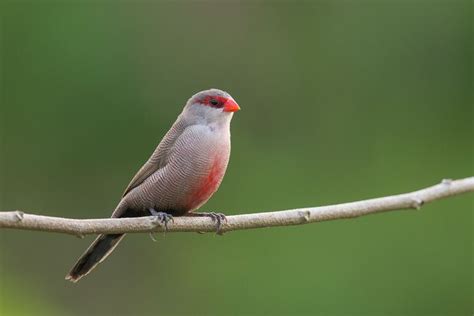 Common waxbill - Alchetron, The Free Social Encyclopedia