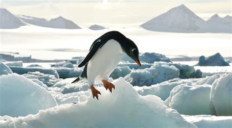 Spirit Of Antarctica Award Winning Cruise To Antarctica