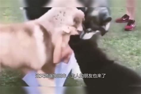 女主人被大型犬扑倒在地，接下来发生的一幕，令人尴尬不已