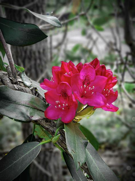 Rhododendrons In The Blue Ridge Mountains Photograph By Mitch Fugate