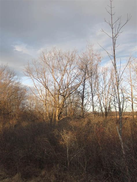 Photo Trees Along Trail Andy Arthur Org