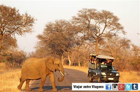 SAFARI NO KRUGER Tudo O Que Precisa Para O Parque Nacional De Kruger