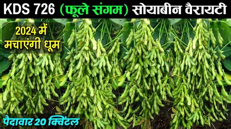 KDS 726 Soybean Variety Fhule Sangam Variety Soyabean Top Variety