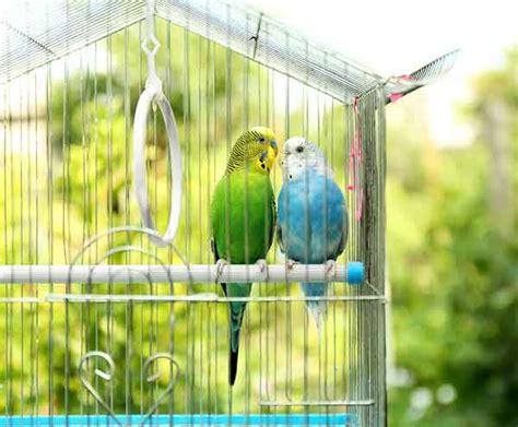 Budgie Cage: How To Choose The Perfect One?