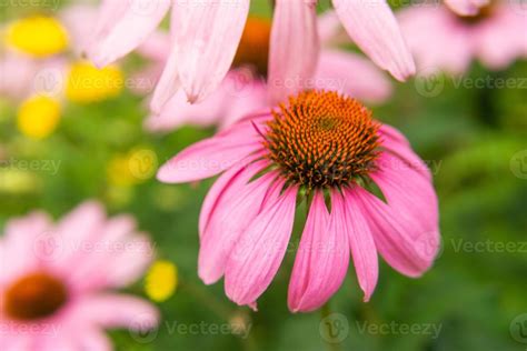 Beautiful Daisies Growing In The Garden Gardening Concept Close Up