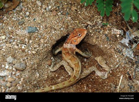 Reptiles Garden Lizard Laying Eggs Stock Photo Alamy