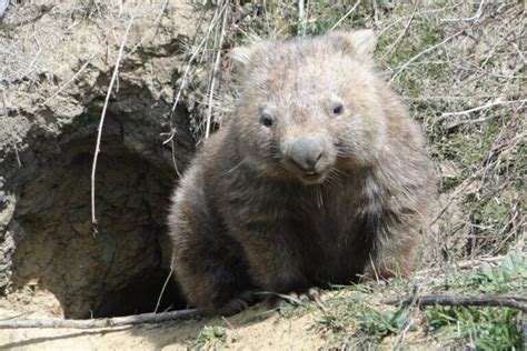 Volunteer Portal Home - Wombat Rescue