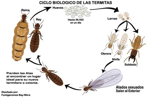 INFORMACIÓN DE COMEJÉN O TERMITAS