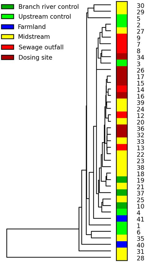 Hierarchical Cluster Dendrogram Based On Braycurtis Similarity