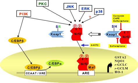 Signaling pathways involved in the Antioxidant responsive element ... 